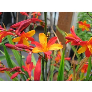 Crocosmia Jackanapes (8/+) - Sáfrányfű