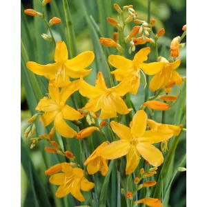 crocosmia-John-Boots