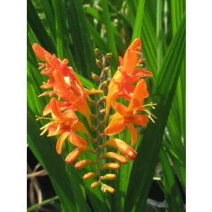 crocosmia-Jupiter