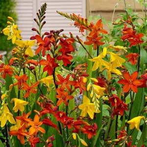 Crocosmia Large Flowering Mix - Sáfrányfű