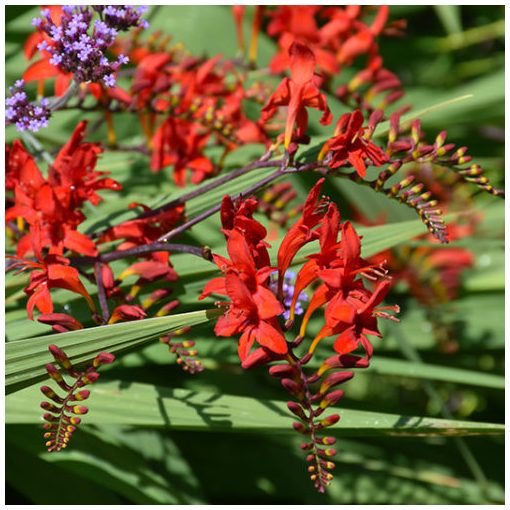 Crocosmia Lucifer - Sáfrányfű