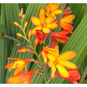 Crocosmia Meteor (6/+) - Sáfrányfű