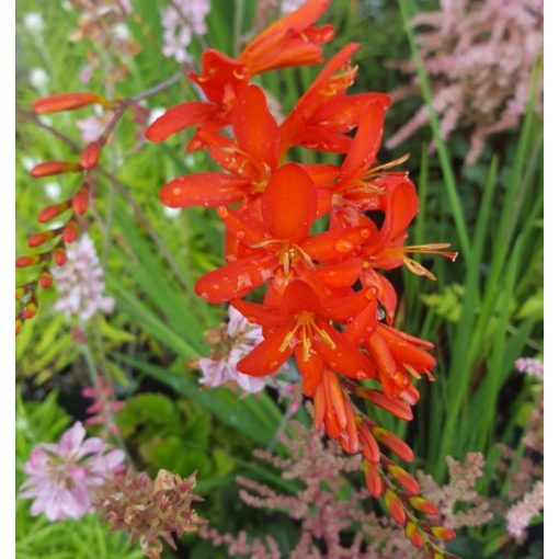 Crocosmia Mistral - Sáfrányfű