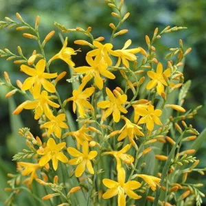 Crocosmia Norwich Canary (7/+) - Sáfrányfű
