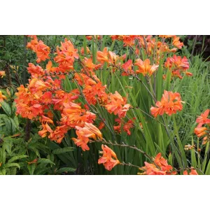Crocosmia Orangeade