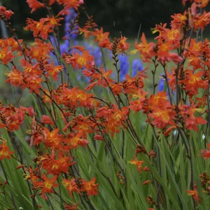 Crocosmia Prince of Orange (8/+) - Sáfrányfű
