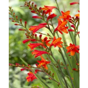Crocosmia Red King (6/+) - Sáfrányfű