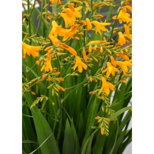 Crocosmia Suzanna - Sáfrányfű