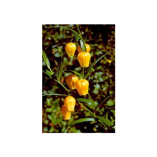 sandersonia-aurantiaca