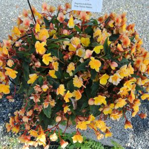 Begonia multiflora Frau Héléne Harms - Sokvirágú begónia