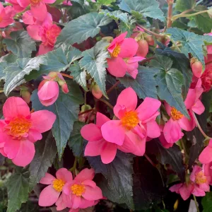 Begonia multiflora La Madelon - Sokvirágú begónia