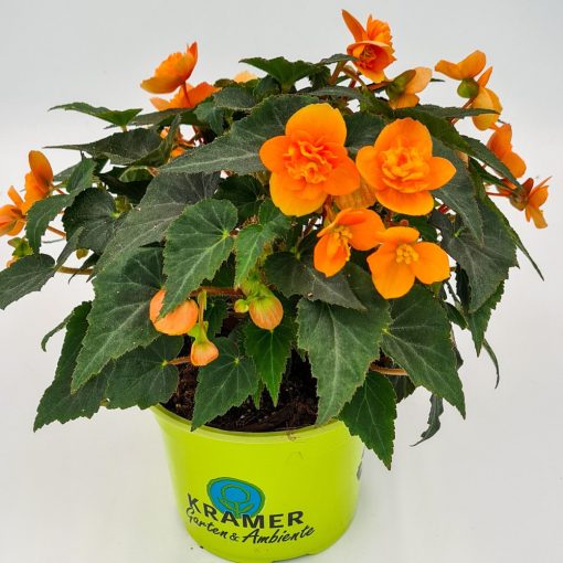 begonia-multiflora-Orange
