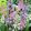 Hyacinthoides hispanica Mix - Spanyol kékcsengő