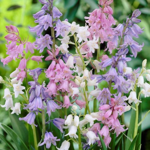 Hyacinthoides hispanica Mix - Spanyol kékcsengő