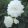 Begonia fimbriata White - Szegfűvirágú begónia