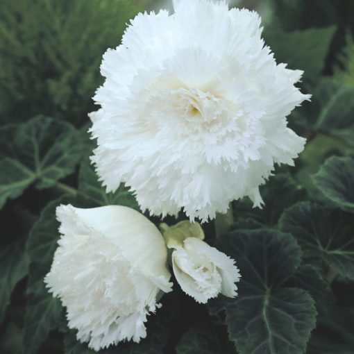 Begonia fimbriata White - Szegfűvirágú begónia