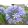 agapanthus-Blue-Giant