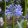 agapanthus-Donau