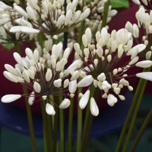 Agapanthus  Chocolate Cream (I.) - Szerelemvirág