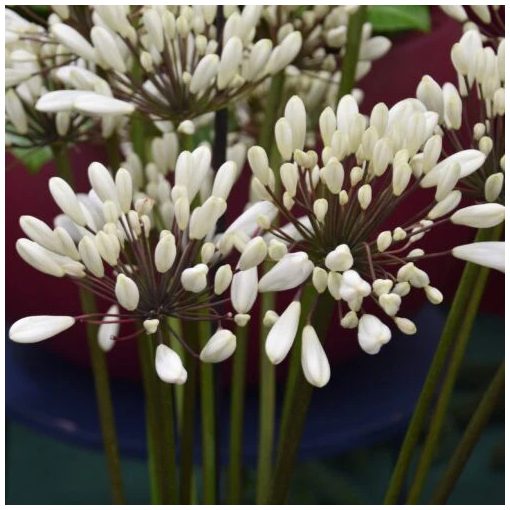 Agapanthus  Chocolate Cream (I.) - Szerelemvirág