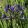 agapanthus-Intermedius