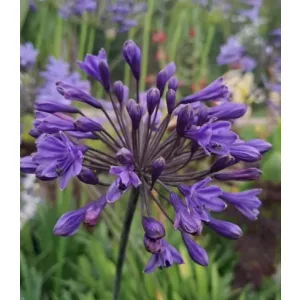 Agapanthus Intermedius (I.) - Szerelemvirág