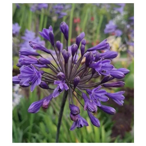 Agapanthus Intermedius (I.) - Szerelemvirág