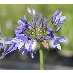 Agapanthus Pinocchio - Szerelemvirág