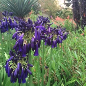 Agapanthus Black Magic (I.) - Szerelemvirág