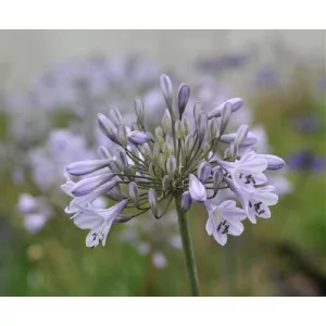 agapanthus-Silberfeil
