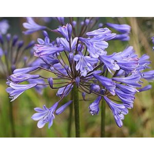 agapanthus-Sunfield