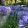 agapanthus-africanus