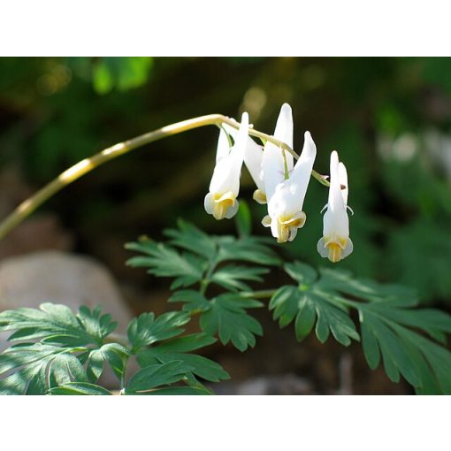 Dicentra cucullaria