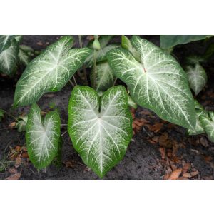 Caladium Aaron - Tarkalevél