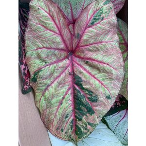 Caladium Autumn Beauty (I.) - Tarkalevél