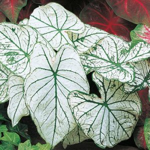 Caladium Candidum - Tarkalevél