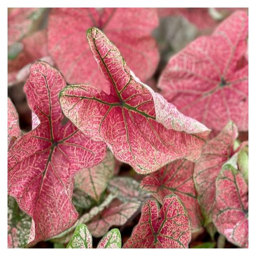 Caladium Festivia - Tarkalevél