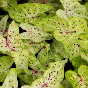 Caladium Miss Muffet - Tarkalevél