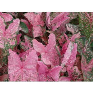Caladium Pink Beauty - Tarkalevél