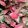 caladium-Pink-Gem