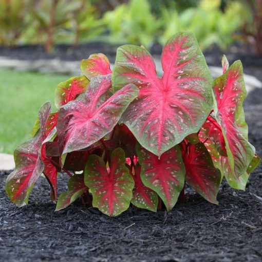 Caladium Red Flash - Tarkalevél