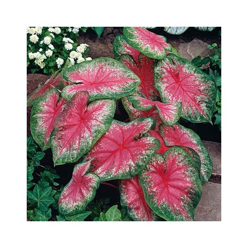 Caladium Rosebud - Tarkalevél