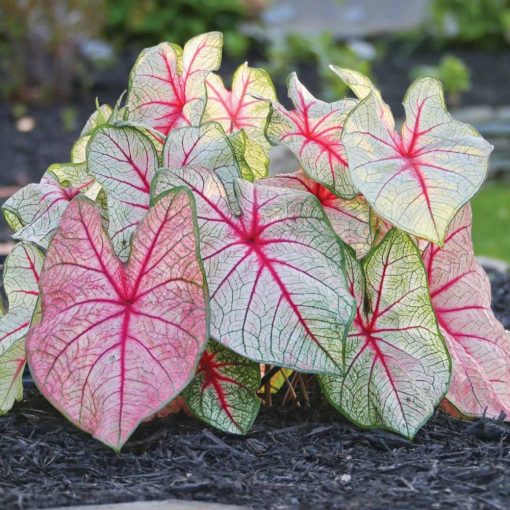 Caladium White Queen - Tarkalevél