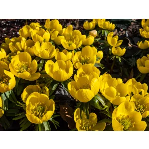 Eranthis cilicica - Téltemető