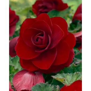 Begonia double-flowering Red - Teltvirágú begónia