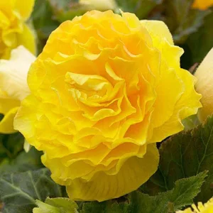 Begonia double-flowering Yellow - Teltvirágú begónia