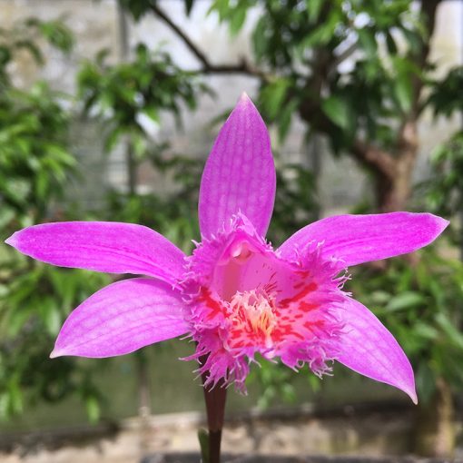 Pleione Marco Polo - Tibeti orchidea