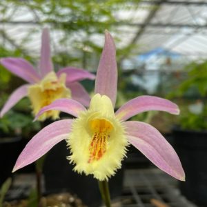 pleione-Orizaba-x-chunia