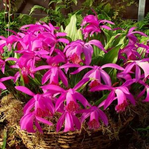 Pleione Tongariro - Tibeti orchidea
