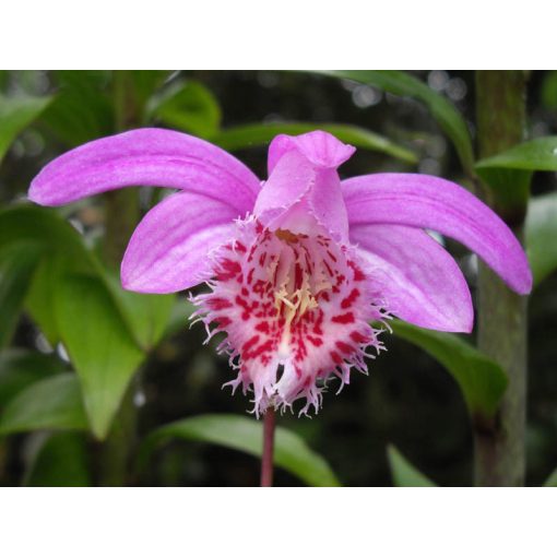 Pleione bulbocodioides - Tibeti orchidea
